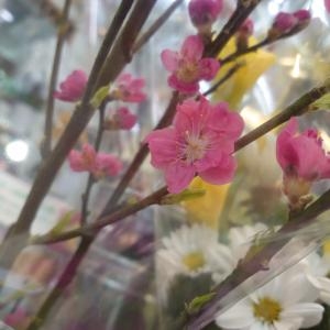 桃の節句｜「まいた花藤」　（神奈川県横浜市南区の花キューピット加盟店 花屋）のブログ